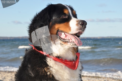 Image of bernese cattle dog