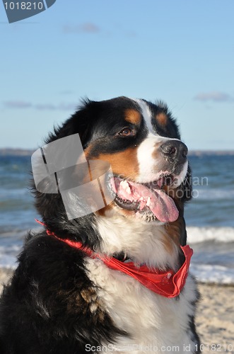 Image of bernese cattle dog