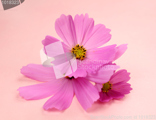 Image of Pink Cosmos