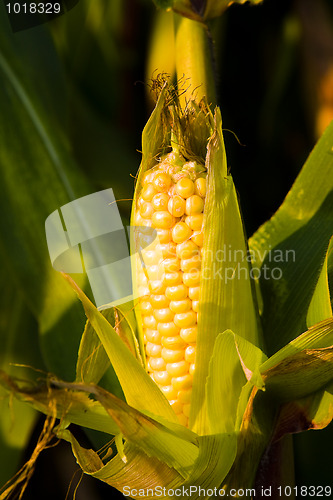 Image of corn 