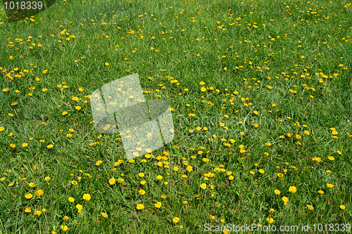 Image of dandelion flowers on green meadow