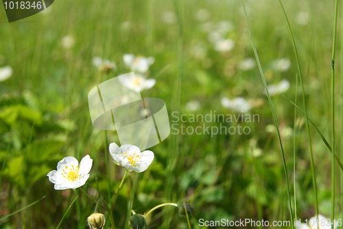 Image of wild strawberry flowers