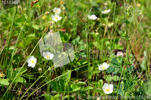 Image of wild strawberry flowers