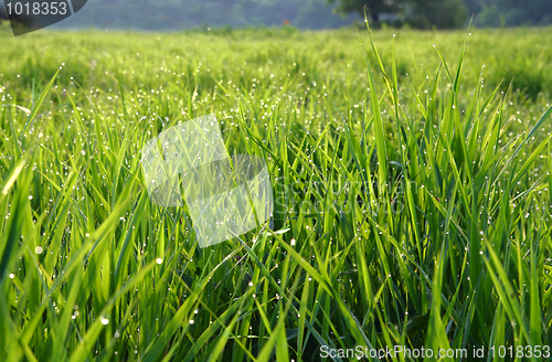 Image of grass with dew drops
