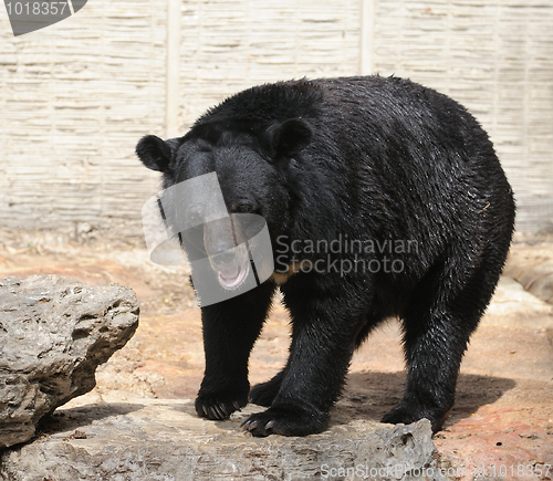 Image of Bear