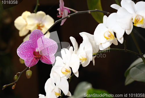 Image of Orchids