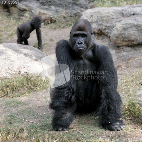 Image of Gorillas