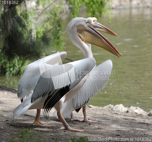 Image of Pelican