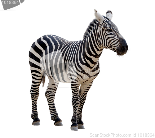 Image of Zebra 