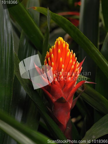Image of Tropical flowers