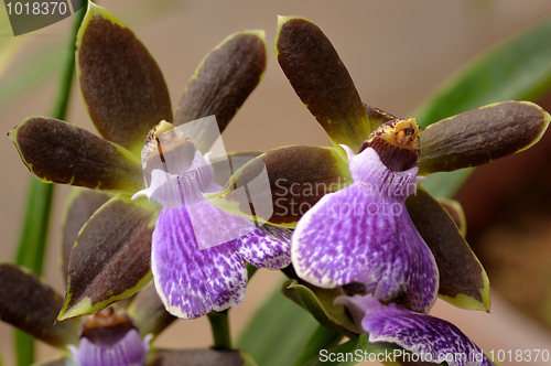 Image of Orchids