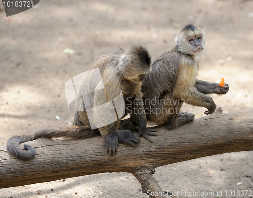 Image of Monkey