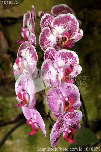 Image of Orchids