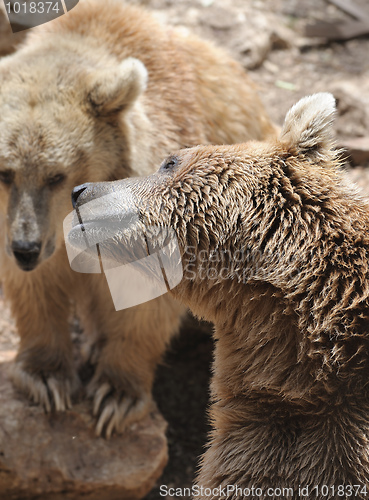 Image of Syrian bear