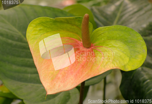 Image of Tropical flowers