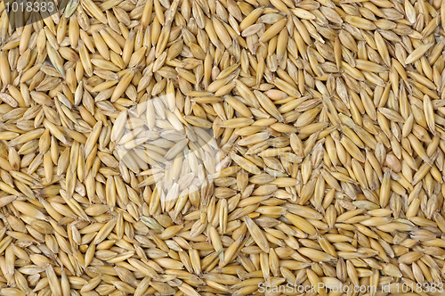 Image of Oats