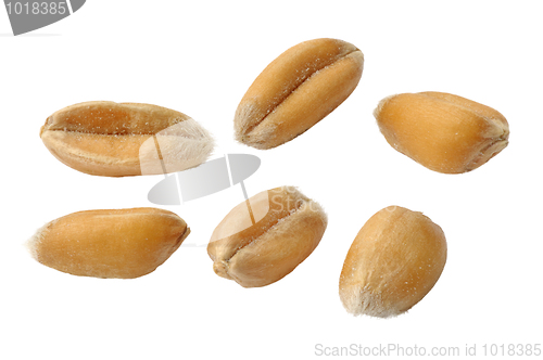 Image of Wheat 