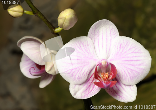 Image of Orchids