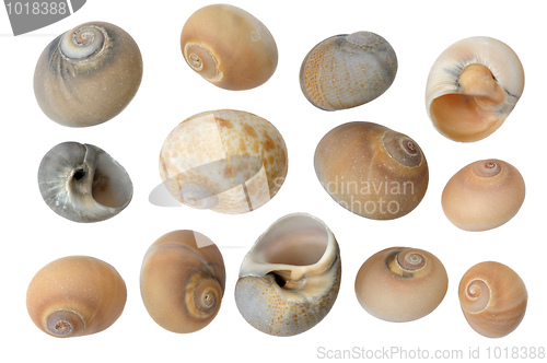 Image of 
Seashells