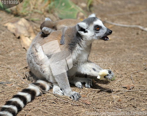 Image of Lemurs