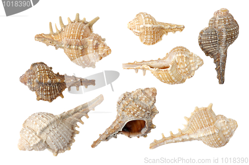 Image of Seashells