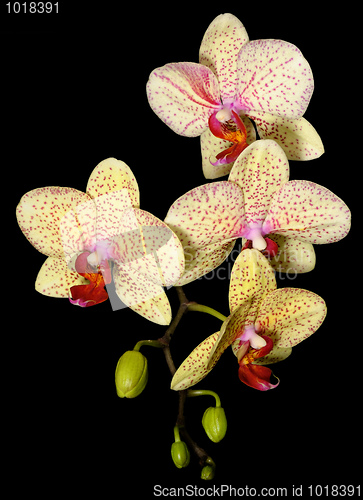 Image of Orchids