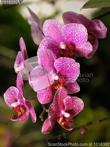 Image of Orchids