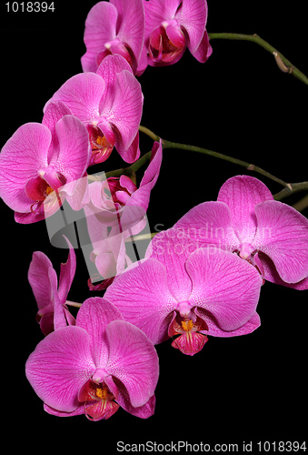 Image of Orchids