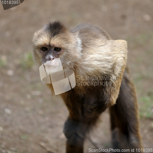 Image of Monkey 