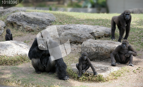 Image of Gorillas