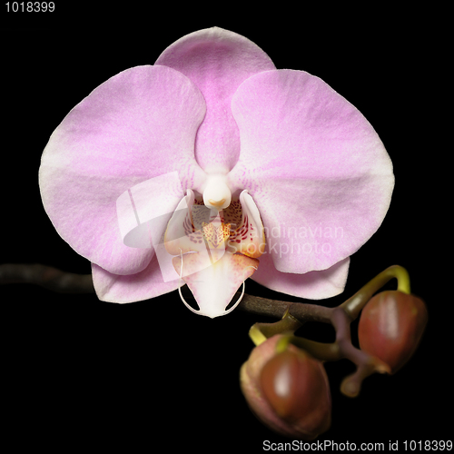 Image of Orchids