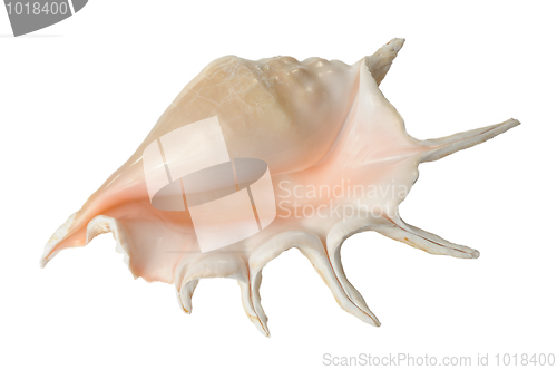 Image of Seashell