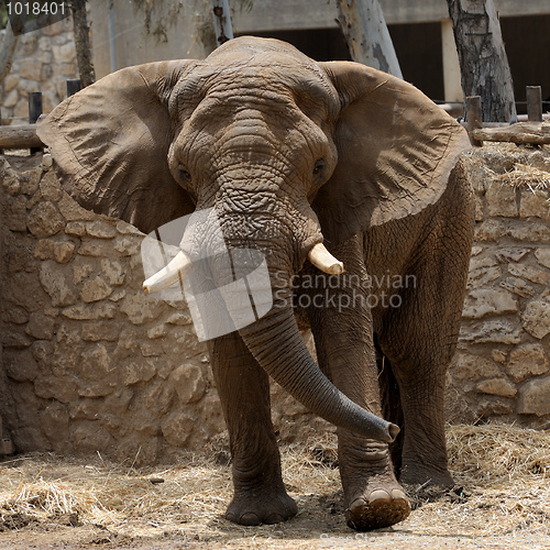 Image of Elephant