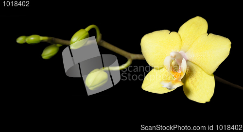 Image of Orchids