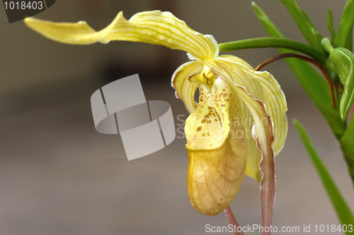 Image of Tropical flowers