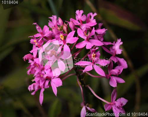 Image of Orchids