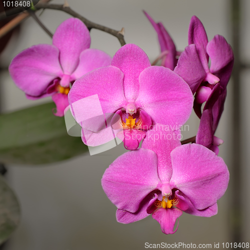 Image of Orchids