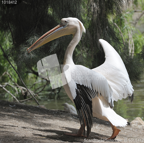 Image of Pelican