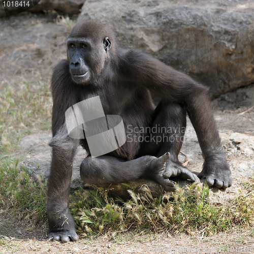 Image of Gorillas