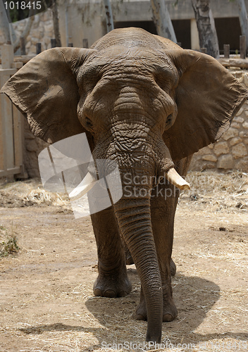 Image of Elephant