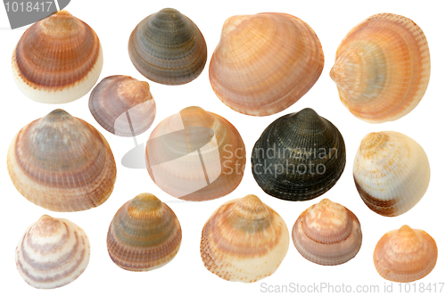 Image of 
Seashells