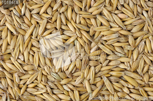 Image of Oats