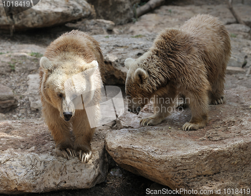 Image of Syrian bear