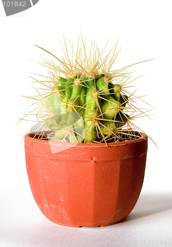 Image of Cactus