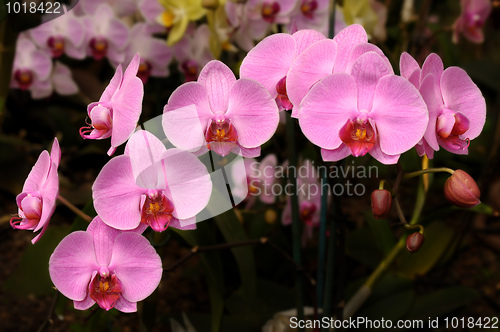 Image of Orchids