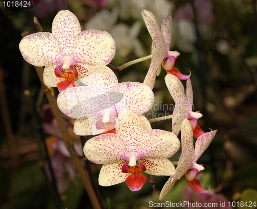 Image of Orchids