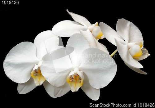 Image of Orchids