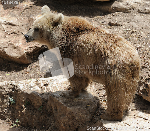 Image of Syrian bear