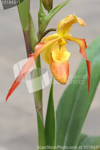 Image of Tropical flowers