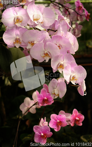 Image of Orchids